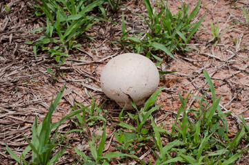 White round mushroom, eat and die