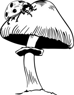 ladybug perched on mushroom black and white clip art preview