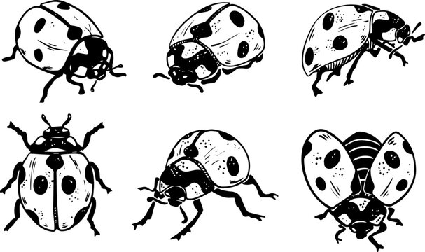 Sketch style six ladybug set illustration black lineart isolated on white background