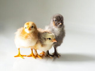 Three small brown and yellow chickens with space for text. Adorable little chicks for design decorative theme. Newborn poultry chicken beak on light background. Easter, farm concept. Selective focus.