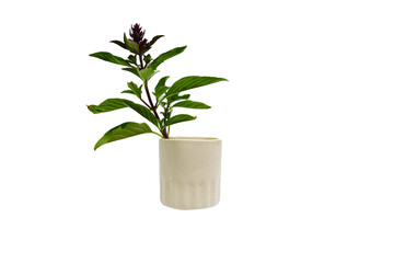 Sweet Basil on png background