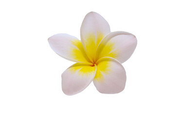 Naklejka premium Frangipani flower isolated on png background