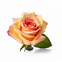 Rose flower isolated. Illustration AI Generative