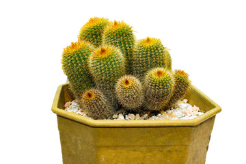 Beautiful cactus isolated on  png background