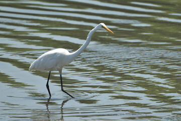 春の干潟のダイサギ