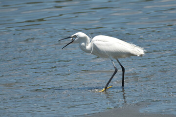 春の干潟で魚を捕食するコサギ
