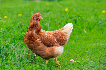 
A red-haired laying hen on the loose in a grassy field