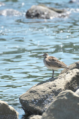 春の海辺に佇むチュウシャクシギ