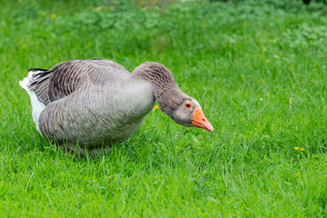 Greylag goose (Anser anser). Side view of single bird on grass