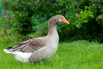 Greylag goose (Anser anser). Side view of single bird on grass