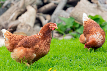 Red laying hens walk around the village.