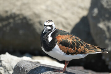 春の海辺に佇むキョウジョシギ