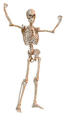 3D Rendering Human Skeleton on White