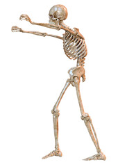 3D Rendering Human Skeleton on White