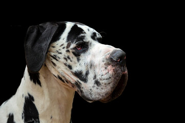 Portrait of a Great Dane dog on a black background, one of the largest breeds in the world.
