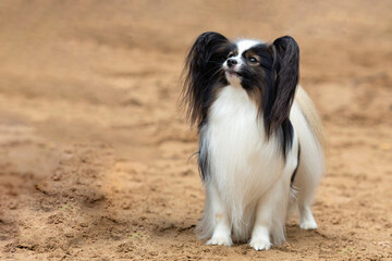 A Papillon dog plays on a sandy field