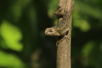 green lizard on a tree