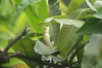 chameleon on a leaf © Pitokung