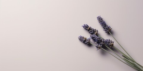 Bunch of lavender on a purple. Violet flowers blossom with Copy space. Mockup, template on lilac background. Provence. Top view. Flat lay. Generative ai