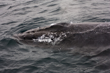 Fototapeta premium Humpback Whale Swimming In Monterey Bay California