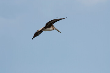 Fototapeta na wymiar Lone Brown Pelican Flying In Blue Sky Wings Spread