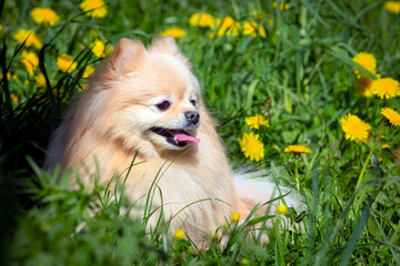 Pomeranian pomeranian smiles in a field of dandelions,
