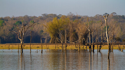 reeds in the water