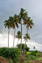 Fototapeta na wymiar palm coconut trees on the beach
