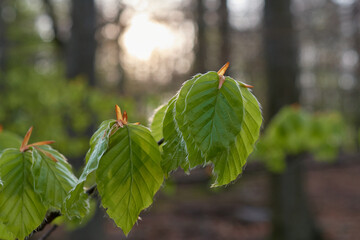 Young leaves of european beech in early spring, Carpathian forest, Slovakia