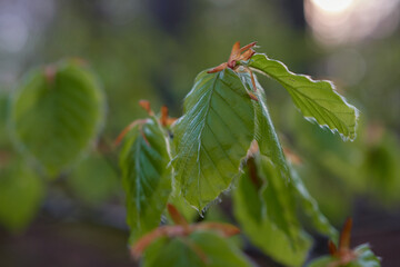 Young leaves of european beech in early spring, Carpathian forest, Slovakia