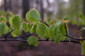 Young leaves of european beech in early spring, Carpathian forest, Slovakia