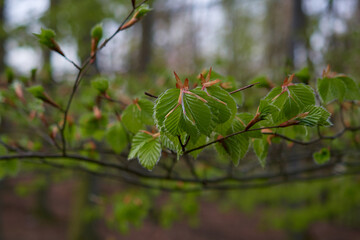 Young leaves of european beech in early spring, Carpathian forest, Slovakia