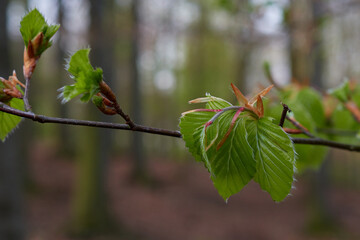 Young leaves of european beech in early spring, Carpathian forest, Slovakia