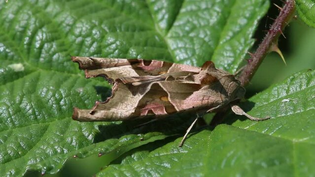 Closeup of an Angle Shades moth Phlogophora meticulosa,  resting on Bramble. June. England. UK