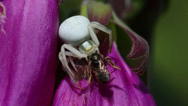 Closeup of a Flower Crab Spider, Misumena vatia eating a small wasp on Foxglove flower. June. England. UK