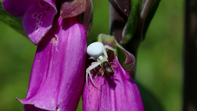 Flower Crab Spider, Misumena vatia eating a small wasp on Foxglove flower. June. England. UK