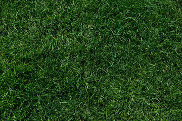 Texture of fresh green lawn grass in sunlight