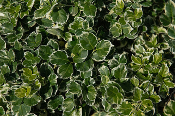 Beautiful green and white leaves of the plant. top view