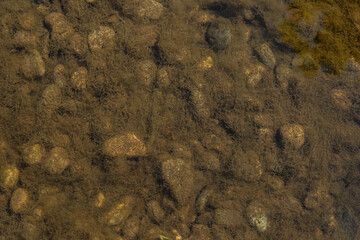 Texture of underwater plants growing on rocks