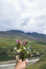 Different variety of flowers found in high altitude himalayan region, and mountains in background
