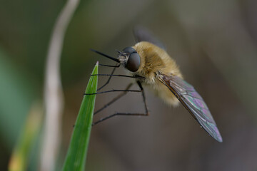 Bee file (Systoechus ctenopterus) on a plant