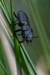 Beetle (Dixus sp.) on a plant stem