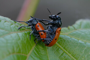 Mating of Leaf beetles (Lachnaia tristigma)
