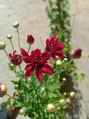 red and white flowers
