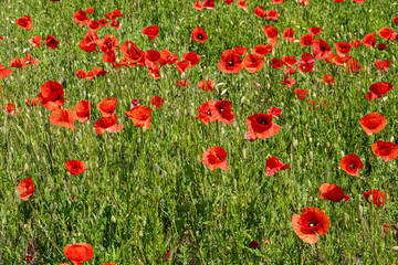 Fototapeta premium Blütenmeer - Eine Sommerwiese mit roten Mohnblumen