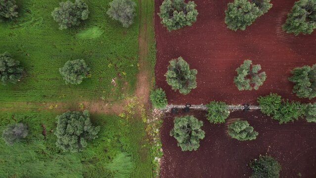 Aerial top down view of olive tree plantation on farmland, background pattern