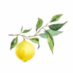 Beautiful image with hand drawn watercolor yellow lemons and leaves. Stock clip art illustration.