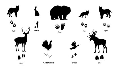 Forest animal and bird silhouettes with footprints. Vector foot prints of wolf, bear, fox, lynx and hare paws, isolated black tracks of deer, elk or moose hooves, duck and capercaillie feet
