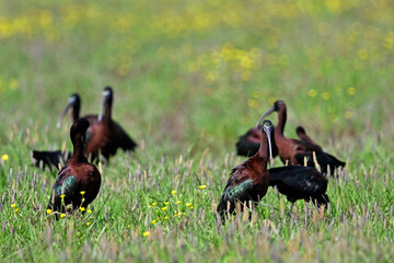 Glossy ibis // Brauner Sichler (Plegadis falcinellus) - Greece