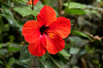 Hibiskus © Xaver Klaussner